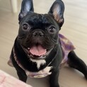 可愛いフレンチブルドッグ
