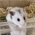長毛ハムスター 2匹里親募集中です。