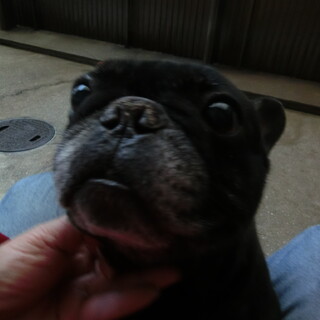 大切に飼ってください