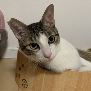 お利口さんでアピール上手な男の子