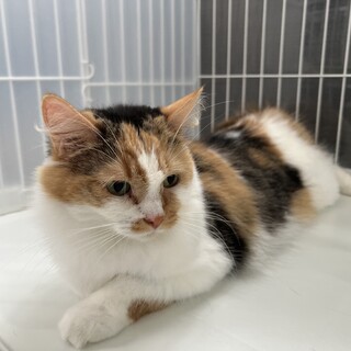 ★長足マンチカンの女の子★血統書付き★