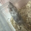 カラーマウス　ファンシーマウス　活マウス