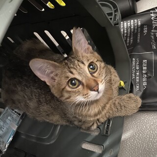 甘えたでお転婆！仔猫らしさたっぷりのみかんちゃん♡