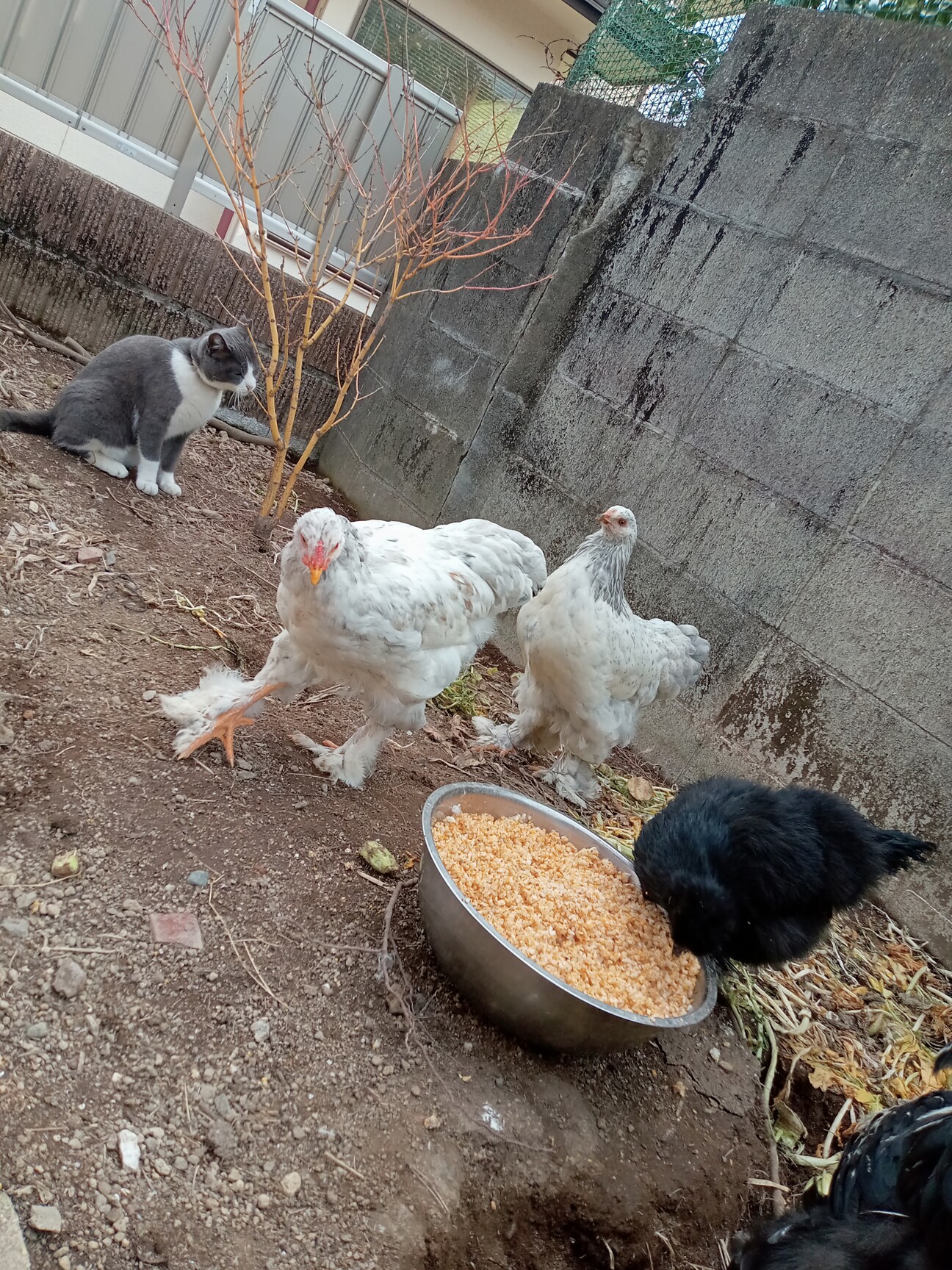 世界最大級の鶏ブラマ 」大分県 - 鳥の里親募集(451425) :: ペット