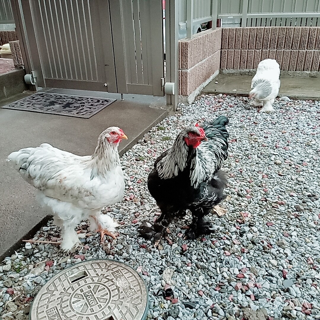 「世界最大級の鶏ブラマ ...」大分県 - 鳥の里親募集(451425) :: ペットのおうち【里親決定25万頭!】