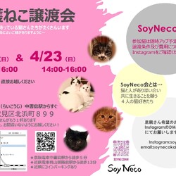 SoyNeco会保護ねこ譲渡会