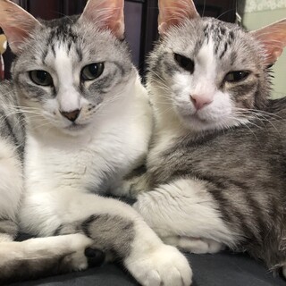 超甘えん坊❗️兄妹猫家族募集❗️