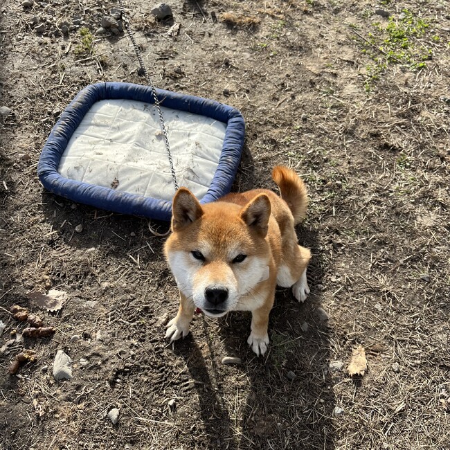 ラピ之助のカバー写真