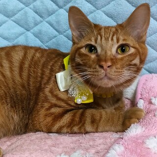 【3/26東銀座】げんくん６ヵ月♪