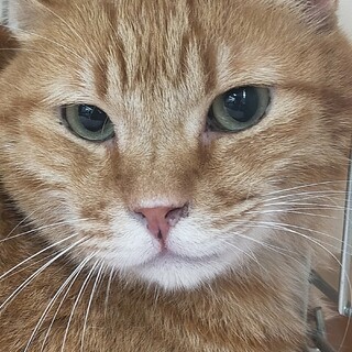 ❤信頼得るとグイグイ来ます❤茶トラの「ミネオラ」❤