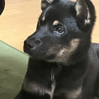 一旦募集停止します。黒柴風な女の子