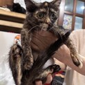 【チッチ】おかげさまで里親様が決まりました。