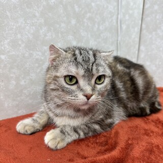 スコティッシュフォールド❗️寂しがり屋な❤クスクス