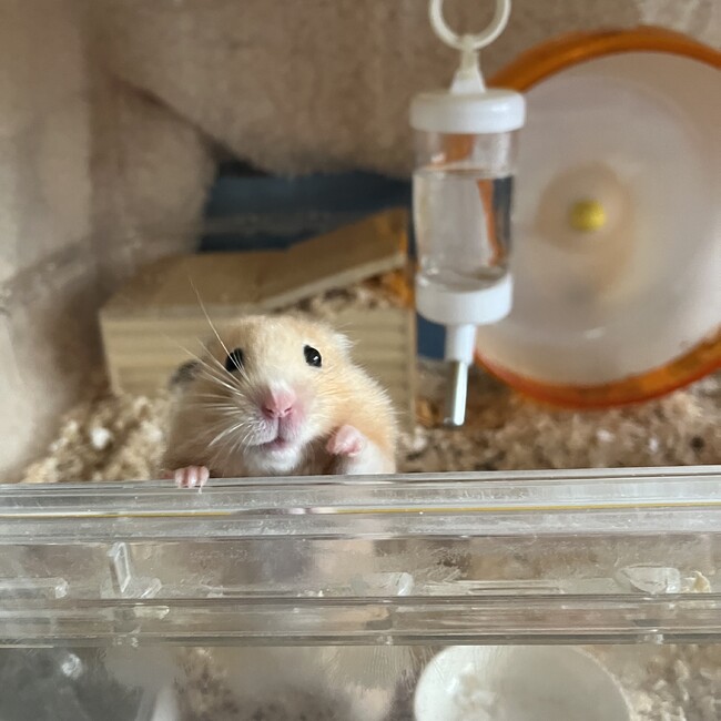 こばやしあやのカバー写真