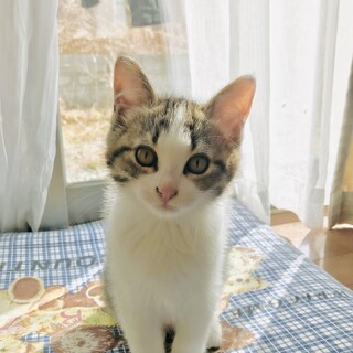 紅茶（こうちゃ）♥3か月の女の子♪