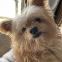 10歳の♂チワワとトイプードルのミックス犬です