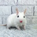 デグー、8ヶ月の男の子、真っ白です。