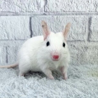 デグー、8ヶ月の男の子、真っ白です。