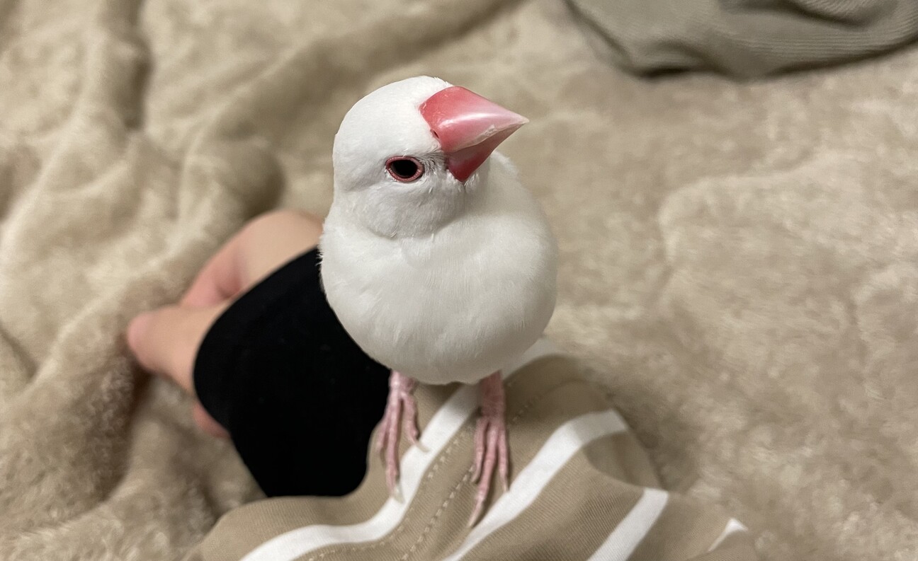 白文鳥の家族 姉家族がお迎えした文鳥に1ヶ月ぶりに会ってきました - YouTube