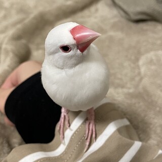 白文鳥6ヶ月メスの募集◎