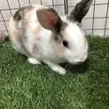 ミニウサギ★里親様募集‼︎