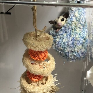 フクロモモンガ★里親様募集‼︎