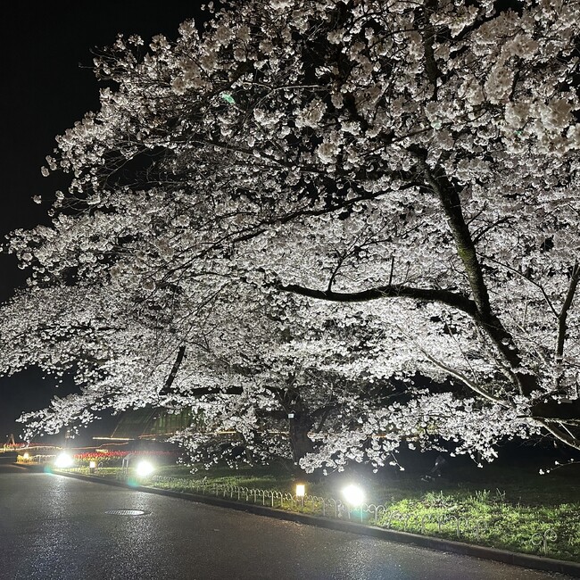 kco_wdのカバー写真