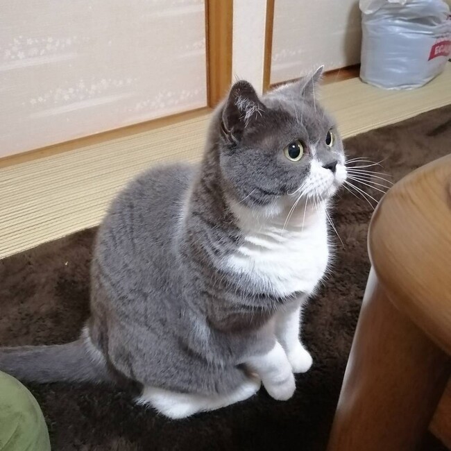 おにやんま1のカバー写真
