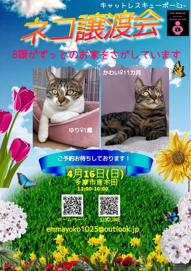 「保護猫譲渡会 多摩市」（キャットレスキュー ポーミューのイベント 17897） ペットのおうち【里親決定25万頭！】