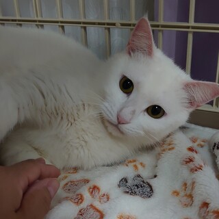 白い毛が魅力的な美猫の里親さま募集中です！！