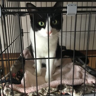 メスのハチワレ里親さん決定！