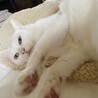 まろす〜