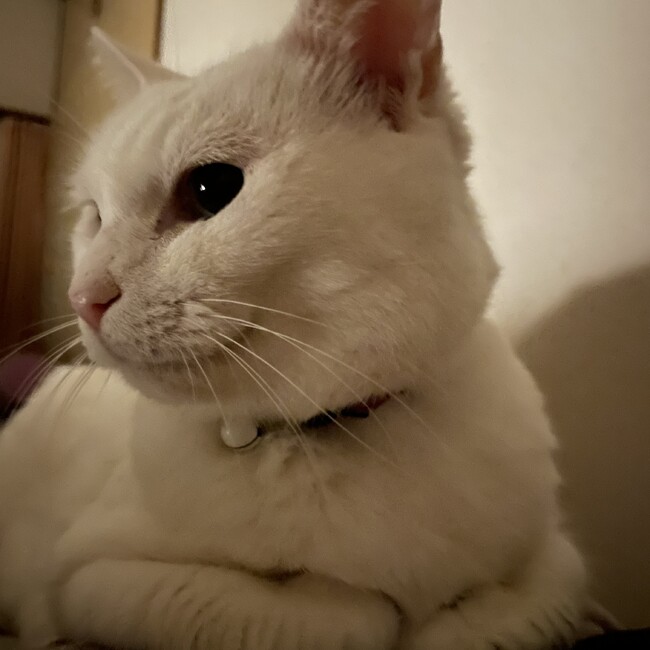 まろす〜のカバー写真
