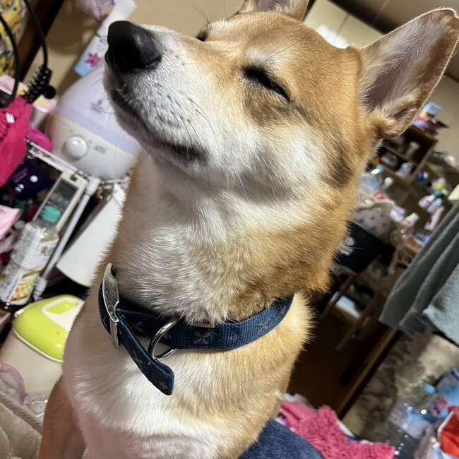 シバーギーのジャックのカバー写真