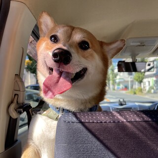 早急に里親募集中です。