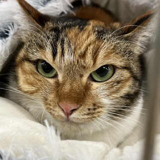 里親決定。ももちゃん避妊済み