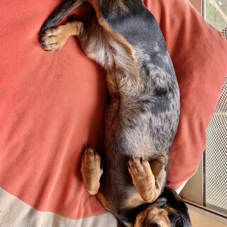 スムースダックス女の子