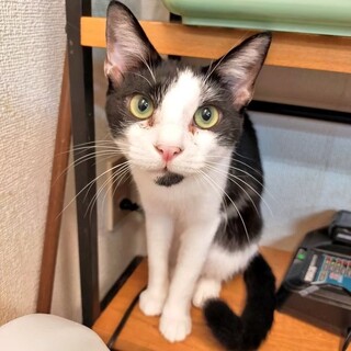 【保護猫】キリリとした顔立ちのみゃおんくん