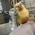 ウロコインコ夫婦
