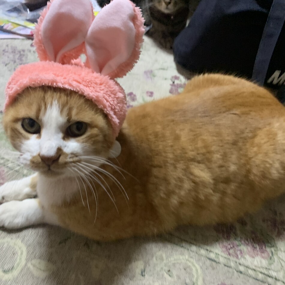 ちゃあのカバー写真