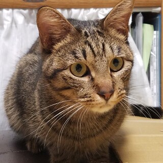 スレンダーなイケメン、キジトラの『ロビン』君