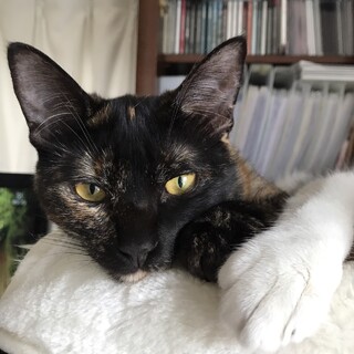 少しびびりさんなシュシュちゃん