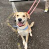 わんぱく？お調子者？[大福] サムネイル3