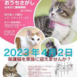 第43回☆ねこのおうちさがし@あびこ動物病院
