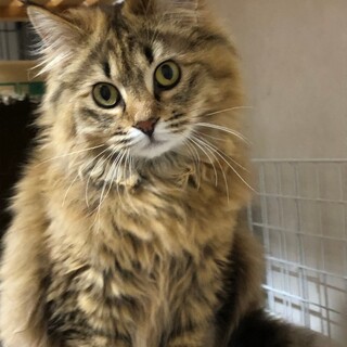 ふわふわ美猫ちゃん