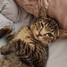 クールな見た目で甘えん坊なキジ猫 サムネイル2