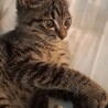 クールな見た目で甘えん坊なキジ猫 サムネイル4