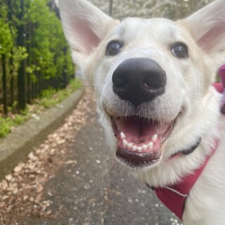 フレンドリーなもふもふな仔犬のぞみちゃん