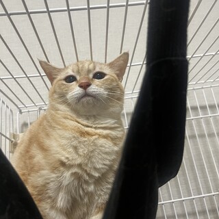 きれいなクリーム色の女の子メロンちゃん