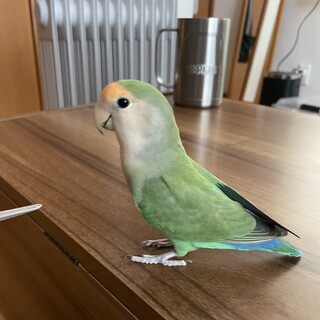 コザクラインコのセロちゃん